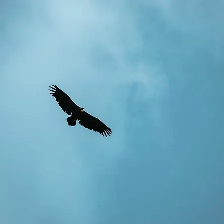 Vidikovac Uvac Chata Druzinice